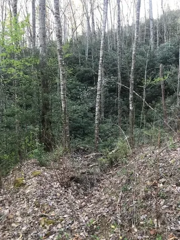 604 Upper Sawyers Creek Robbinsville NC 28771