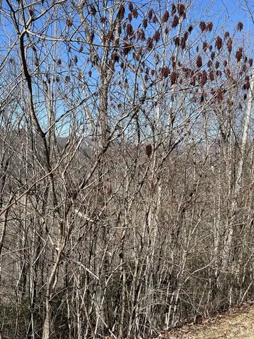 Lot 29j Ash Branch Road, Hayesville NC 28904