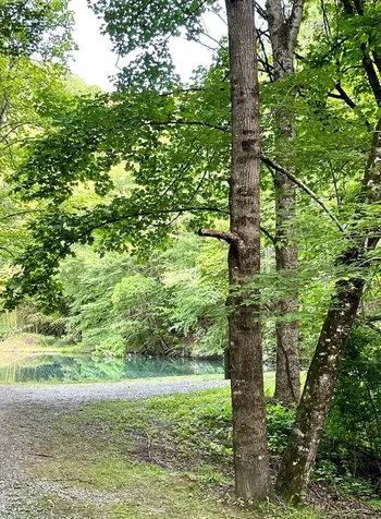 180 Valley Lane Bryson City NC 28713
