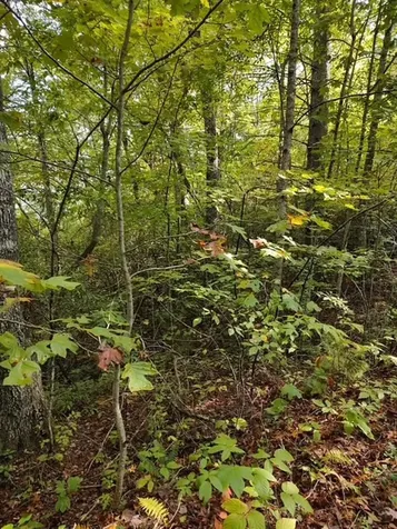 0 Yellow Branch Sr 1241 Robbinsville NC 28771