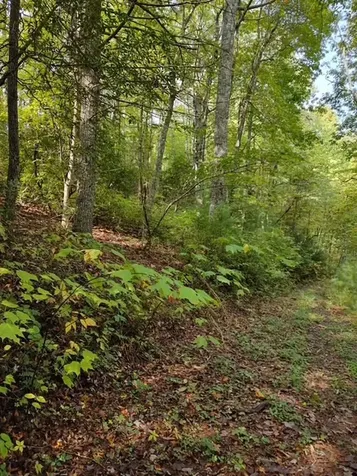 0 Yellow Branch Sr 1241 Robbinsville NC 28771