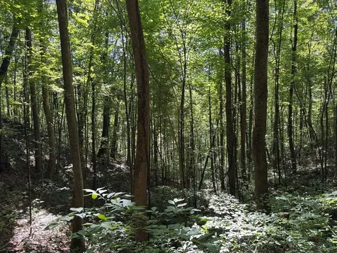 9999 Cindy Cove Trail Robbinsville NC 28771