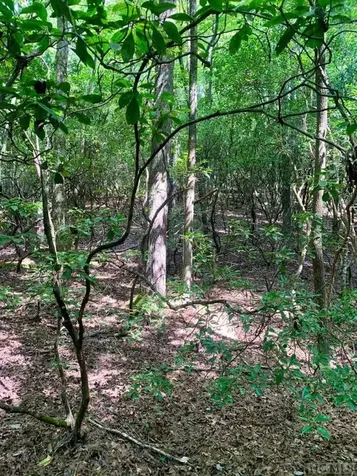 Tbd Double Creek Drive Brevard NC 28712