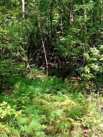 Tbd Double Creek Drive Brevard NC 28712