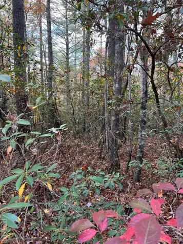 Lot 71 Big Pine Road Sapphire NC 28774