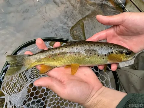 Lot 20a Mountain Waterfalls Glenville NC 28736