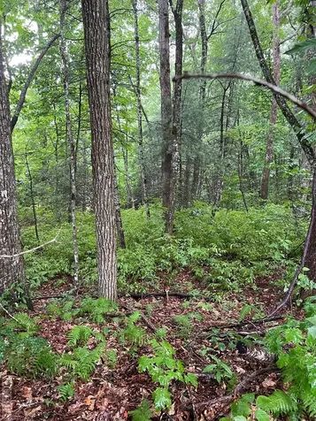 Lot 40 Narrows Road Sapphire NC 28774