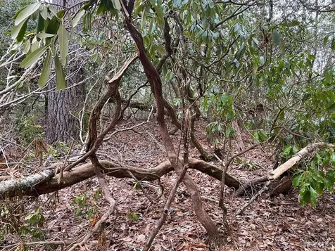 Lot 6 Shady Oak Trail Cullowhee NC 28723