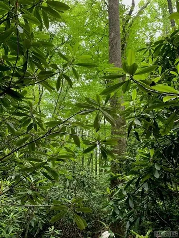 Lot 6 Shady Oak Trail Cullowhee NC 28723