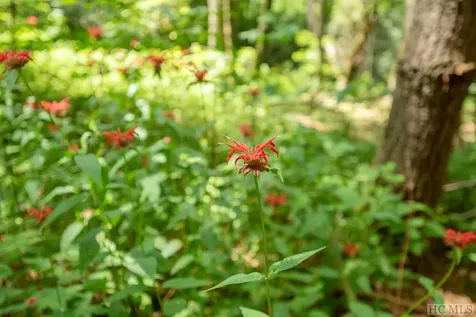 Tbd Mill Creek Road Cullowhee NC 28723