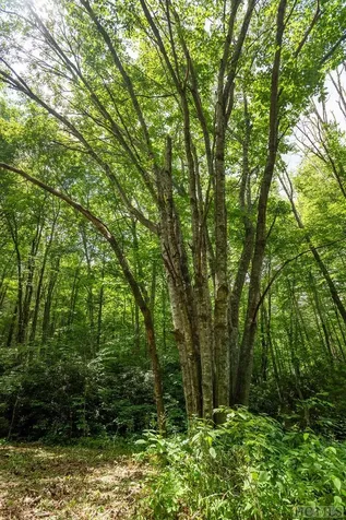 Tbd Mill Creek Road Cullowhee NC 28723