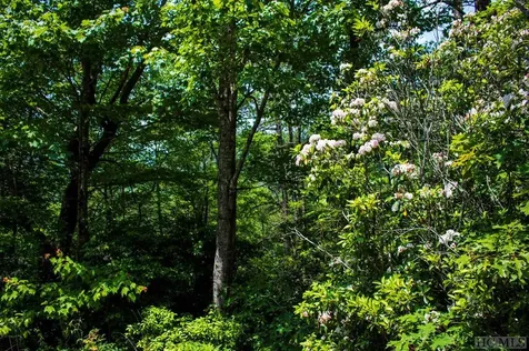 Tbd Fox Den Road Brevard NC 28712