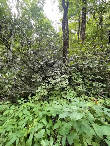 N/a Azalea Woods Drive Highlands NC 28741