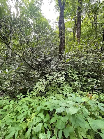 N/a Azalea Woods Drive Highlands NC 28741