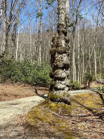 Lot 6 Mane Glenville NC 28736