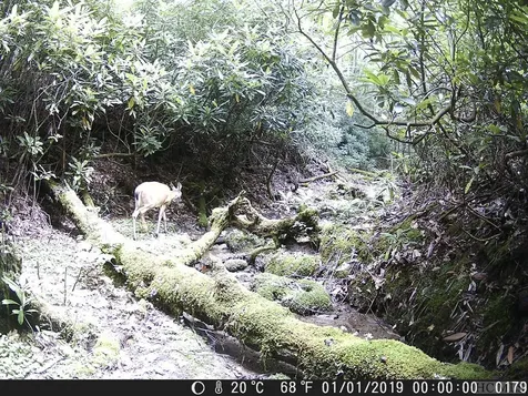 1033 Flat Creek Drive Glenville NC 28736