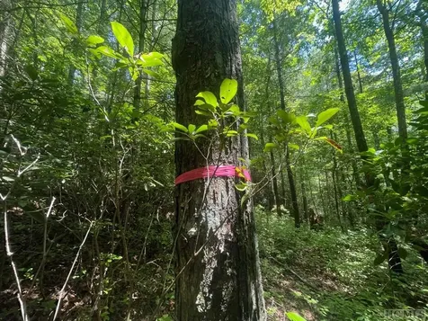 Lot 283 Pine Cone Court Sapphire NC 28774