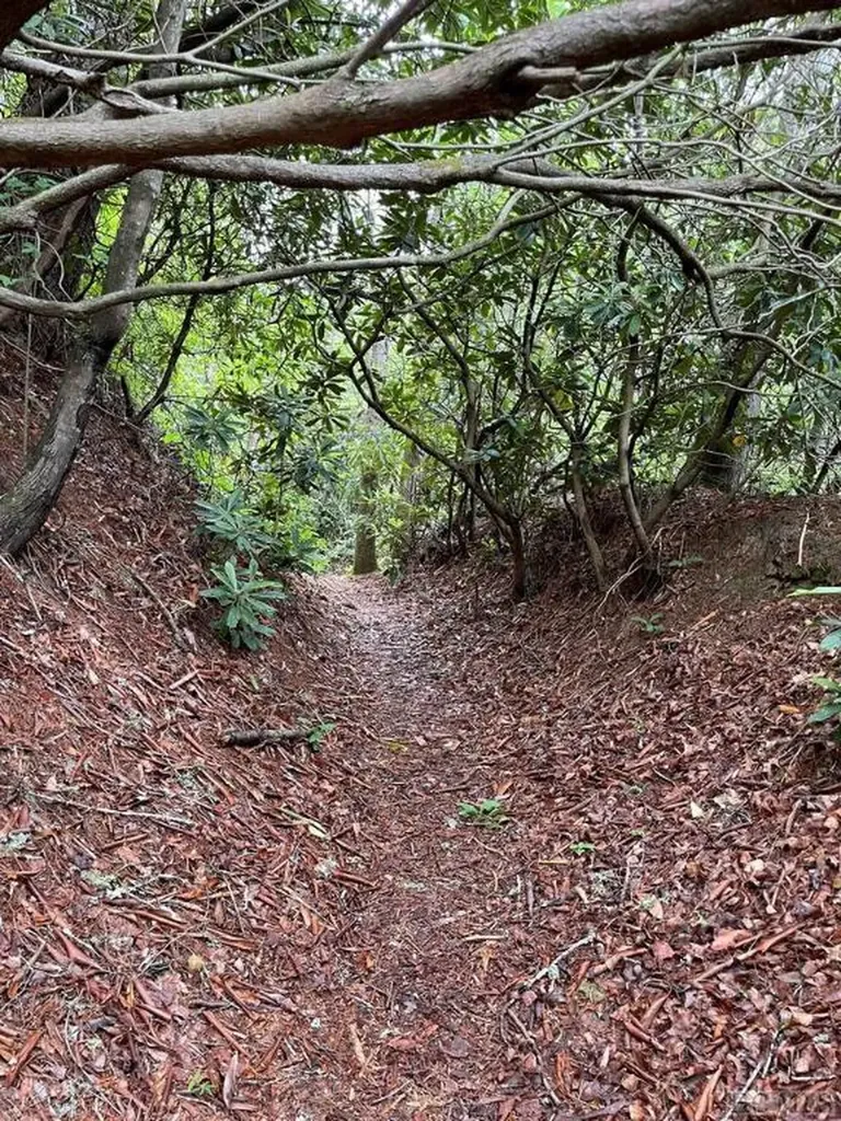 Lot 25 Rainbow Trout Tuckasegee NC 28783