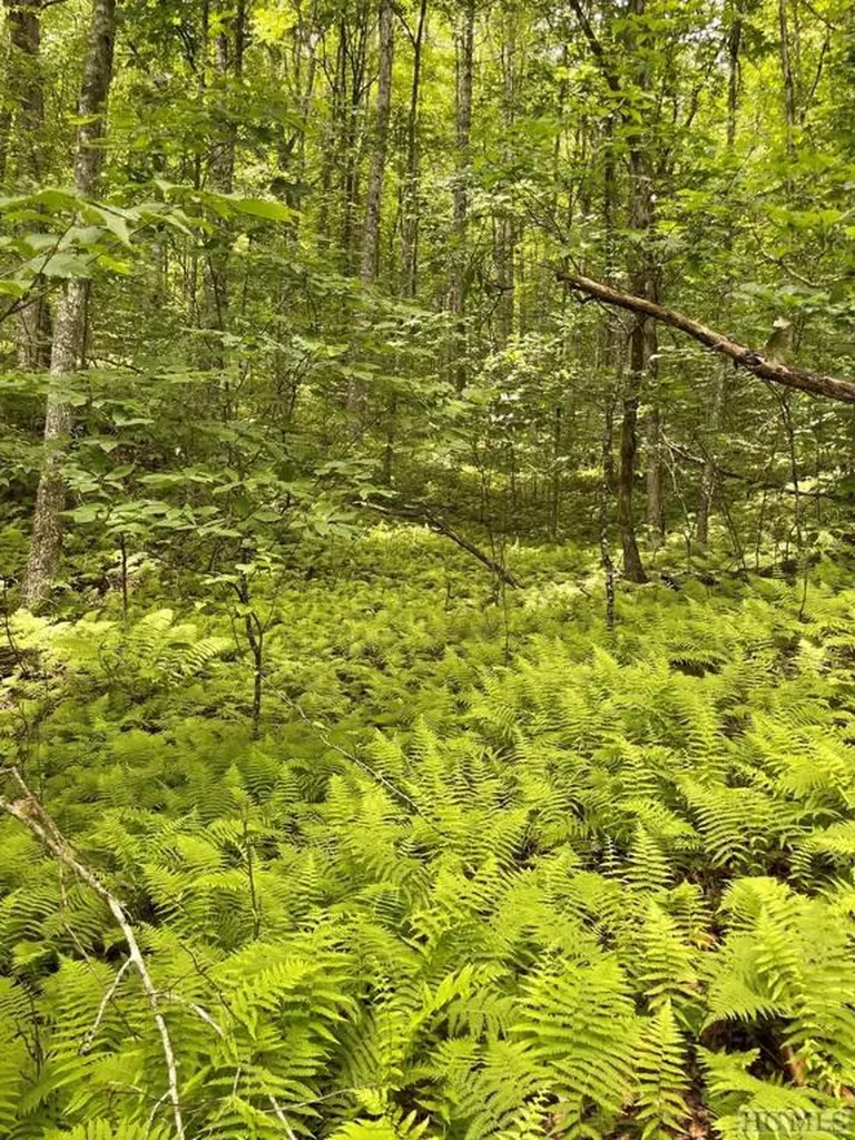 Lot 25 Rainbow Trout Tuckasegee NC 28783