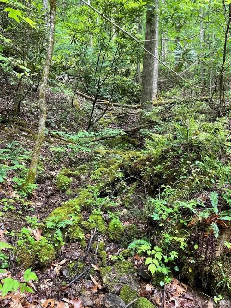 Lot 25 Rainbow Trout Tuckasegee NC 28783