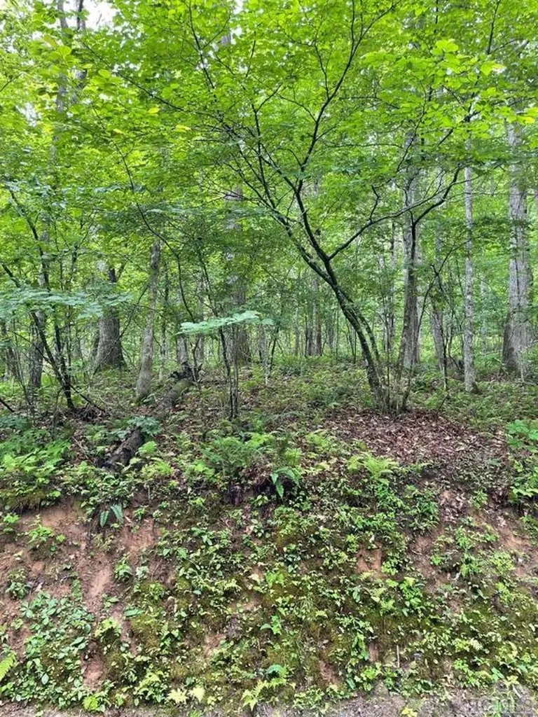 Lot 25 Rainbow Trout Tuckasegee NC 28783