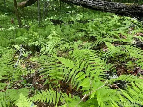 Lot 25 Rainbow Trout Tuckasegee NC 28783