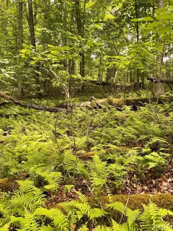 Lot 25 Rainbow Trout Tuckasegee NC 28783