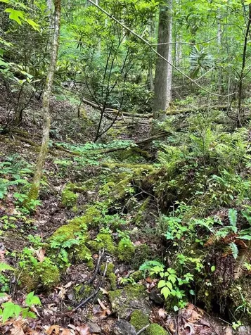 Lot 25 Rainbow Trout Tuckasegee NC 28783