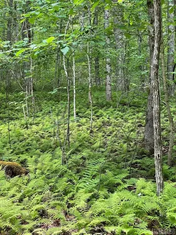 Lot 25 Rainbow Trout Tuckasegee NC 28783