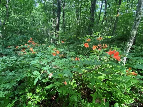 Lot 4 Park View Lane Cullowhee NC 28723