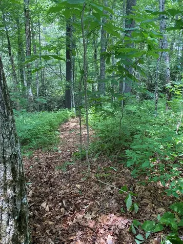Lot 40 Lilium Lane Cullowhee NC 28723
