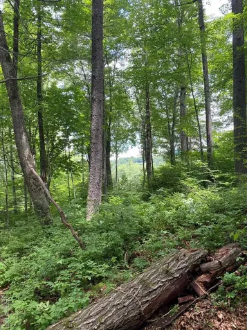 Lot 40 Lilium Lane Cullowhee NC 28723
