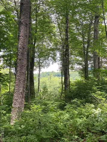 Lot 40 Lilium Lane Cullowhee NC 28723