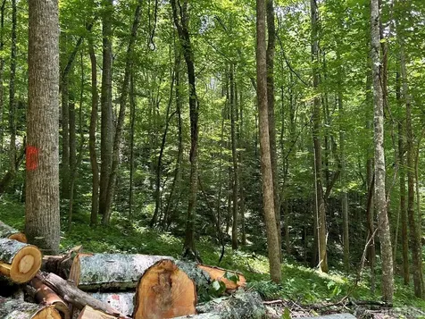 Lot 3 Vess Owen Road Tuckasegee NC 28783