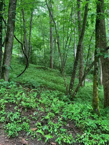 Lot 3 Vess Owen Road Tuckasegee NC 28783