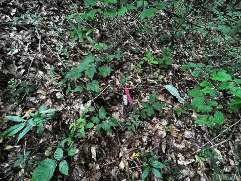 Lot 6 Mountainview Drive Scaly Mountain NC 28775
