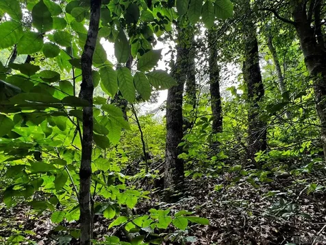 Lot 6 Mountainview Drive Scaly Mountain NC 28775