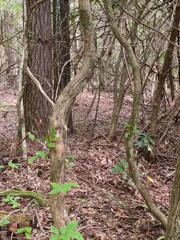 Parcel 7 Kent Drive Highlands NC 28741