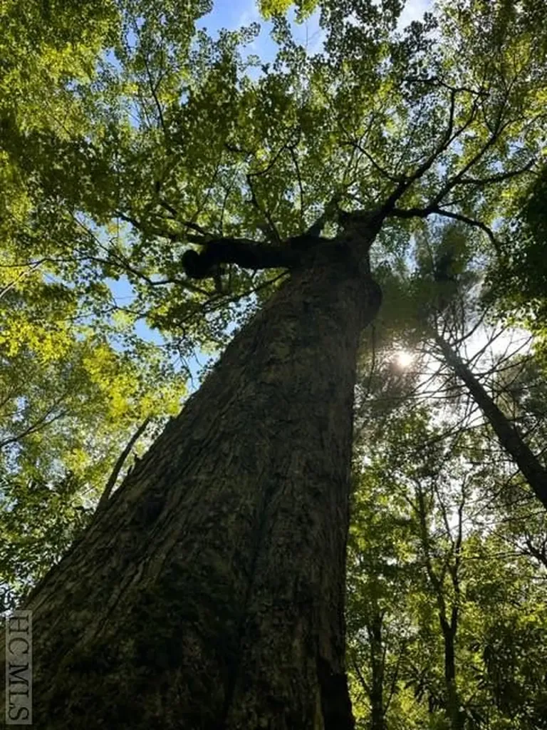 619 Speckled Feather Pass Sapphire NC 28774