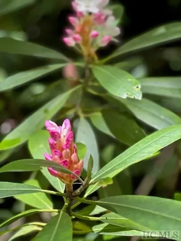 619 Speckled Feather Pass Sapphire NC 28774