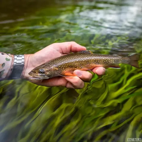 CT-15 Steelhead Way Cashiers NC 28717
