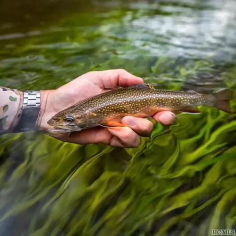 Ct-16 Steelhead Way Cashiers NC 28717