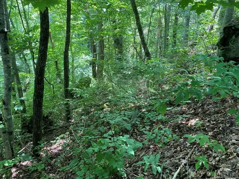 Lot 7 New Trillium Way Cashiers NC 28717