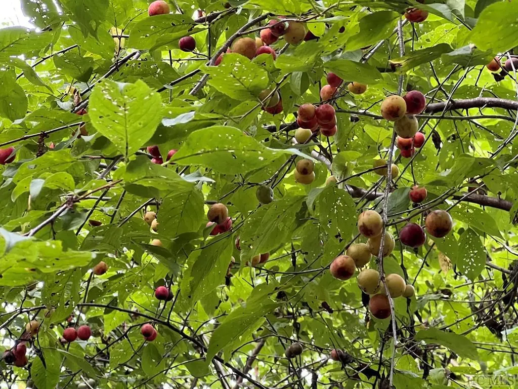 Tbd N 5th Street Highlands NC 28741