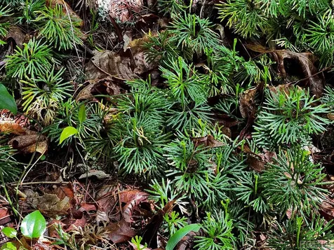 Tbd N 5th Street Highlands NC 28741