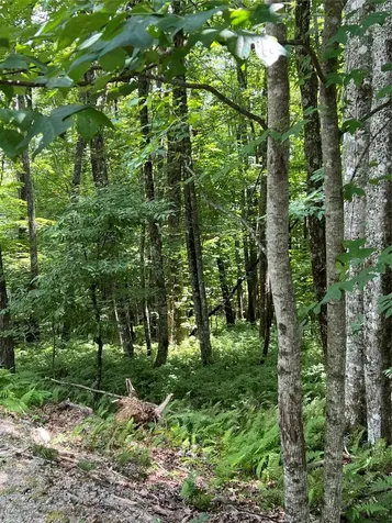 Lot 7 Sori Lane Sapphire NC 28774