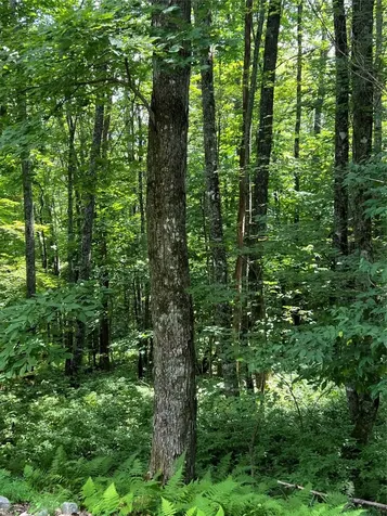 Lot 7 Sori Lane Sapphire NC 28774