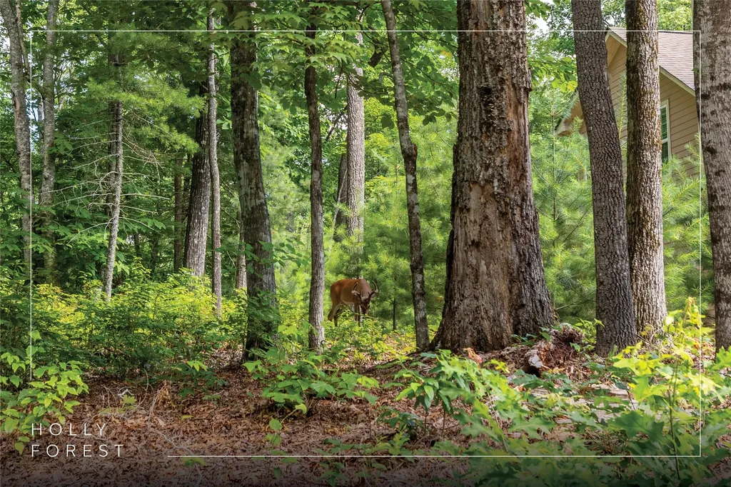 Lot 4 Laurel Drive Sapphire NC 28774