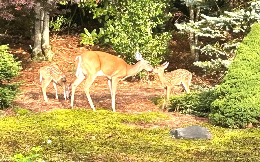 135 Whisper Lake Drive Sapphire NC 28774