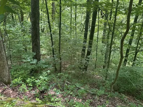 Tbd Bold Creek Trail Glenville NC 28736